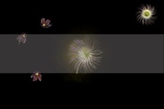 Pulsatilla, Photograph, Archival Ink Jet