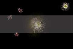 Pulsatilla, Photograph, Archival Ink Jet