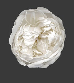 Rose 5, Photograph, Archival Ink Jet
