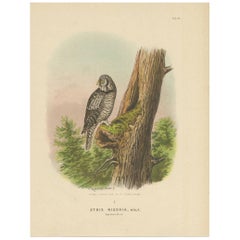 Chronicles Raptor : impression ornithologique ancienne du hibou du nord, 1894