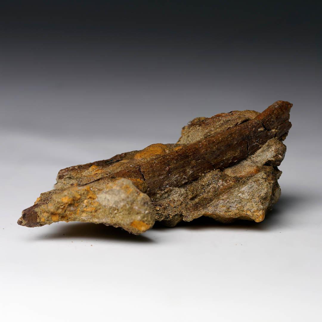 This authentic raptor rib fossil, preserved in its original matrix, hails from the iconic Lance Formation of Wyoming, a site renowned for its cache of Late Cretaceous dinosaur remains. Dated to approximately 70 million years ago, this specimen