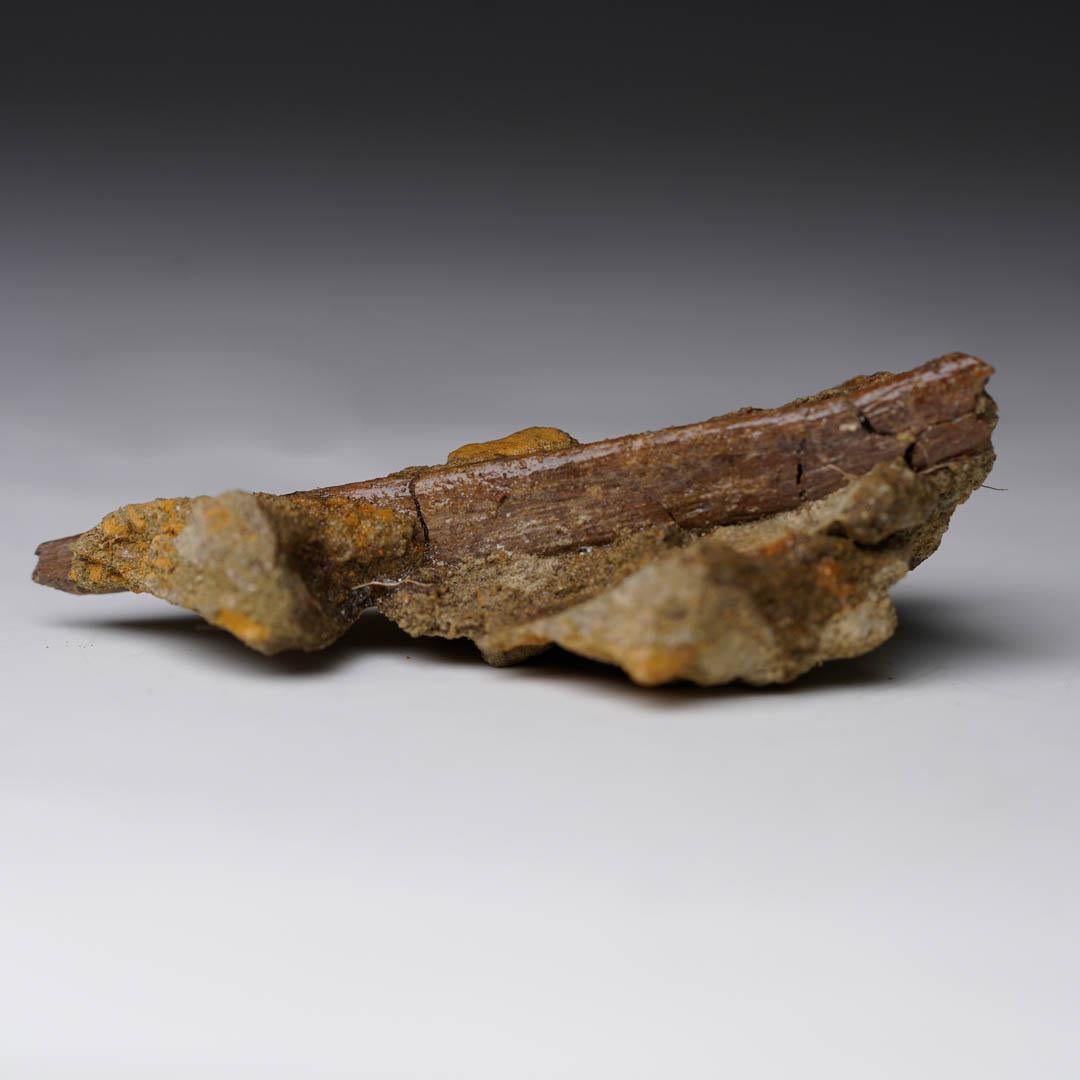 American Raptor Rib Fossil in Matrix // Late Cretaceous For Sale