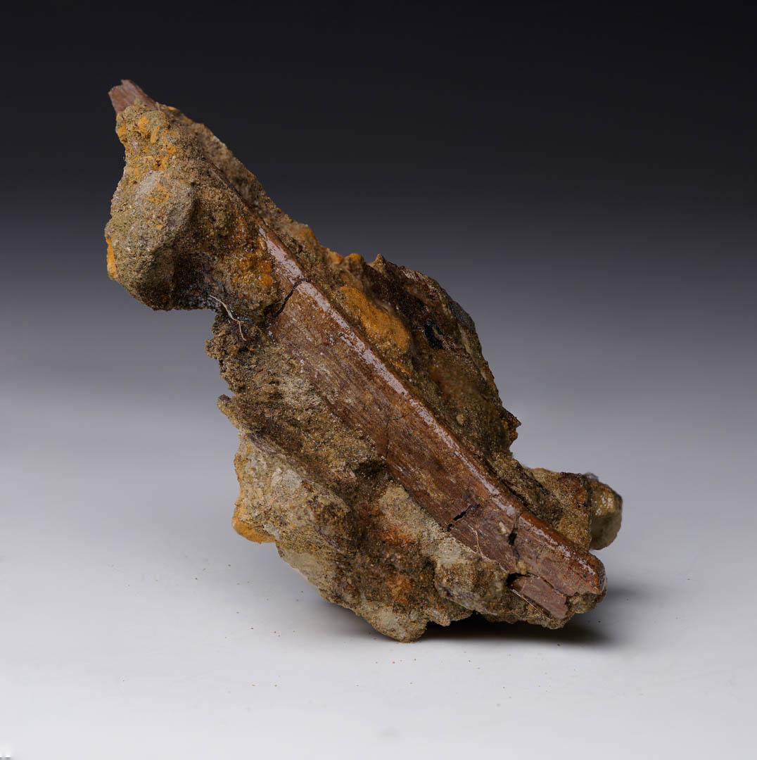 Raptor Rib Fossil in Matrix // Late Cretaceous In Excellent Condition For Sale In New York, NY
