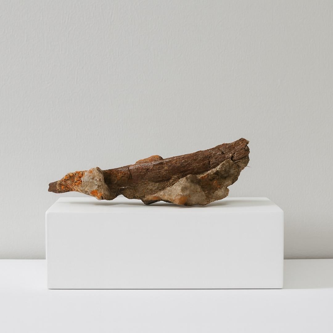 Fino al XVIII secolo Fossile di costola di rapace in Matrix // Tardo Cretaceo in vendita