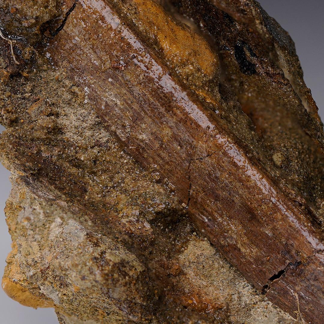 Altro Fossile di costola di rapace in Matrix // Tardo Cretaceo in vendita