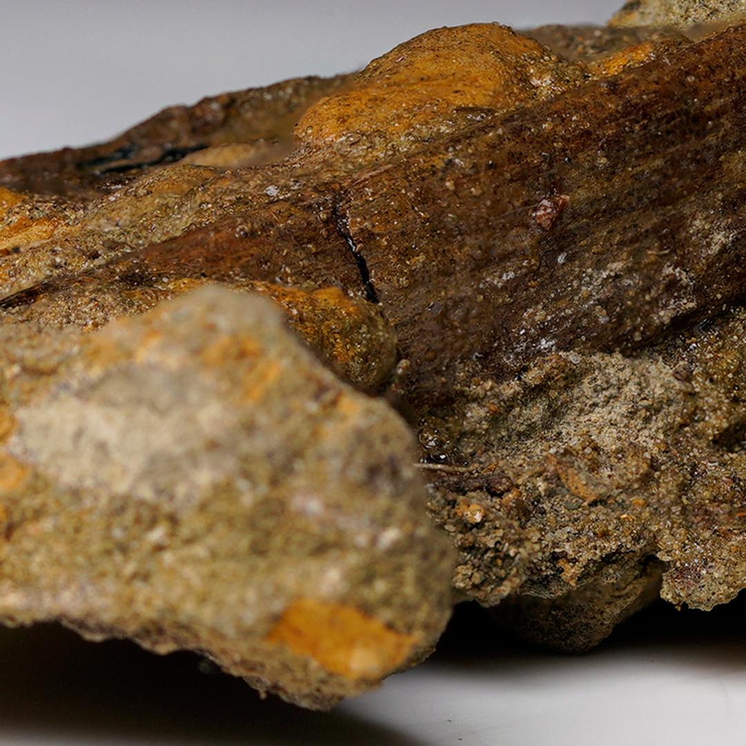 Fossile di costola di rapace in Matrix // Tardo Cretaceo in vendita 2