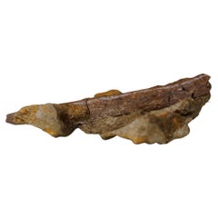 Esemplari naturali