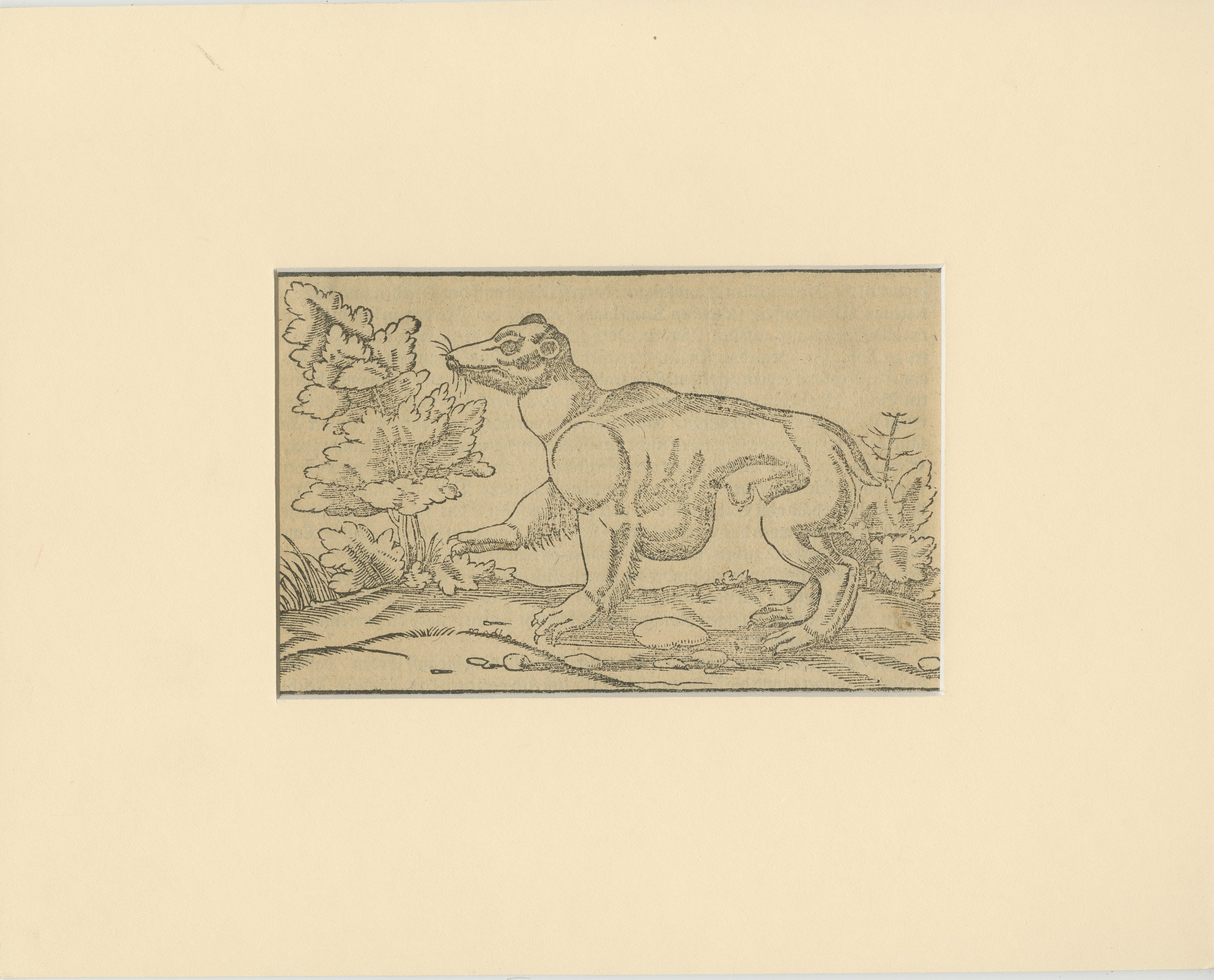 Title: Rare 1592 Woodcut of Exotic Animal from Sebastian Münster's 