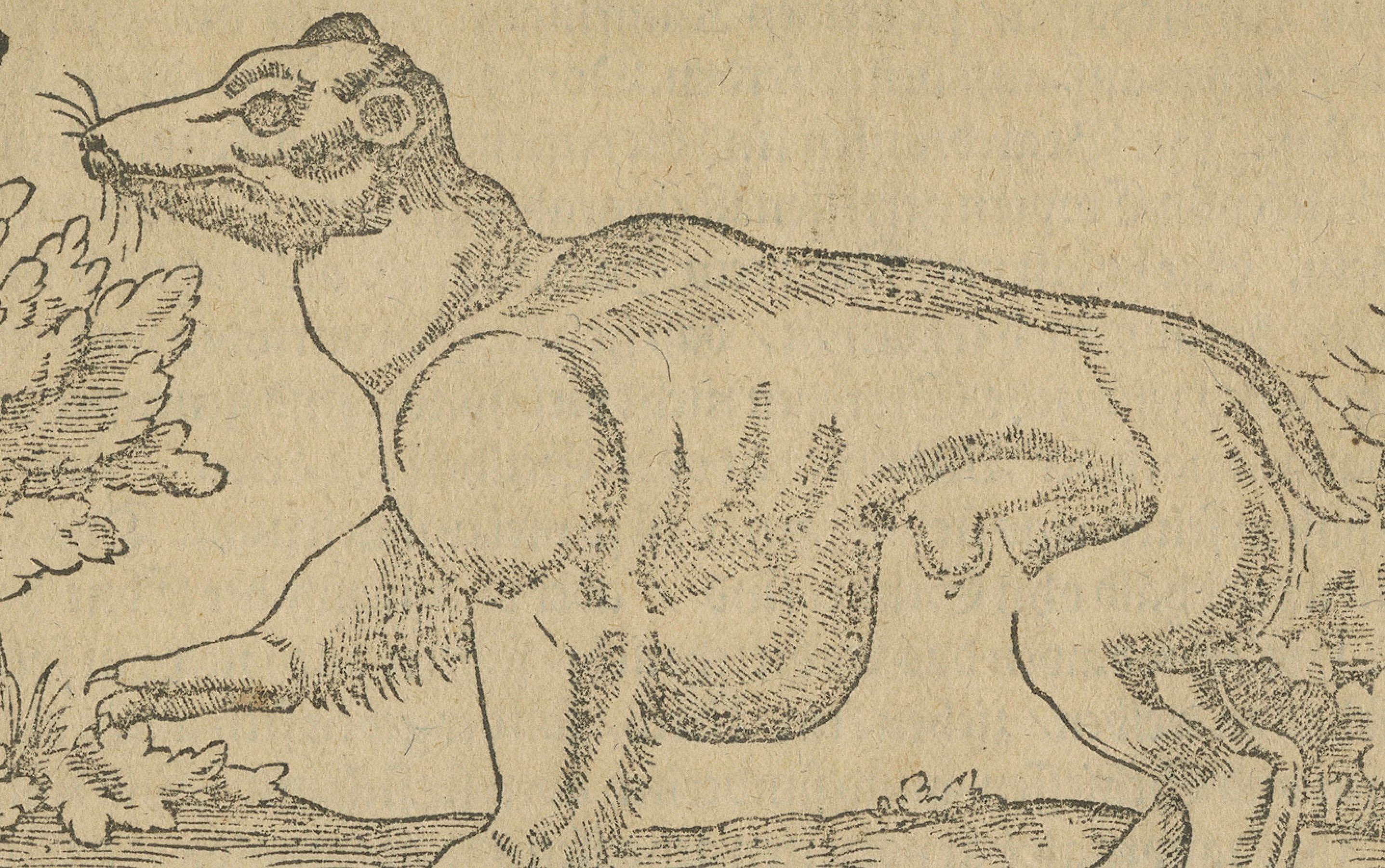 Rare 1592 Woodcut of Exotic Animal from Sebastian Münster's 