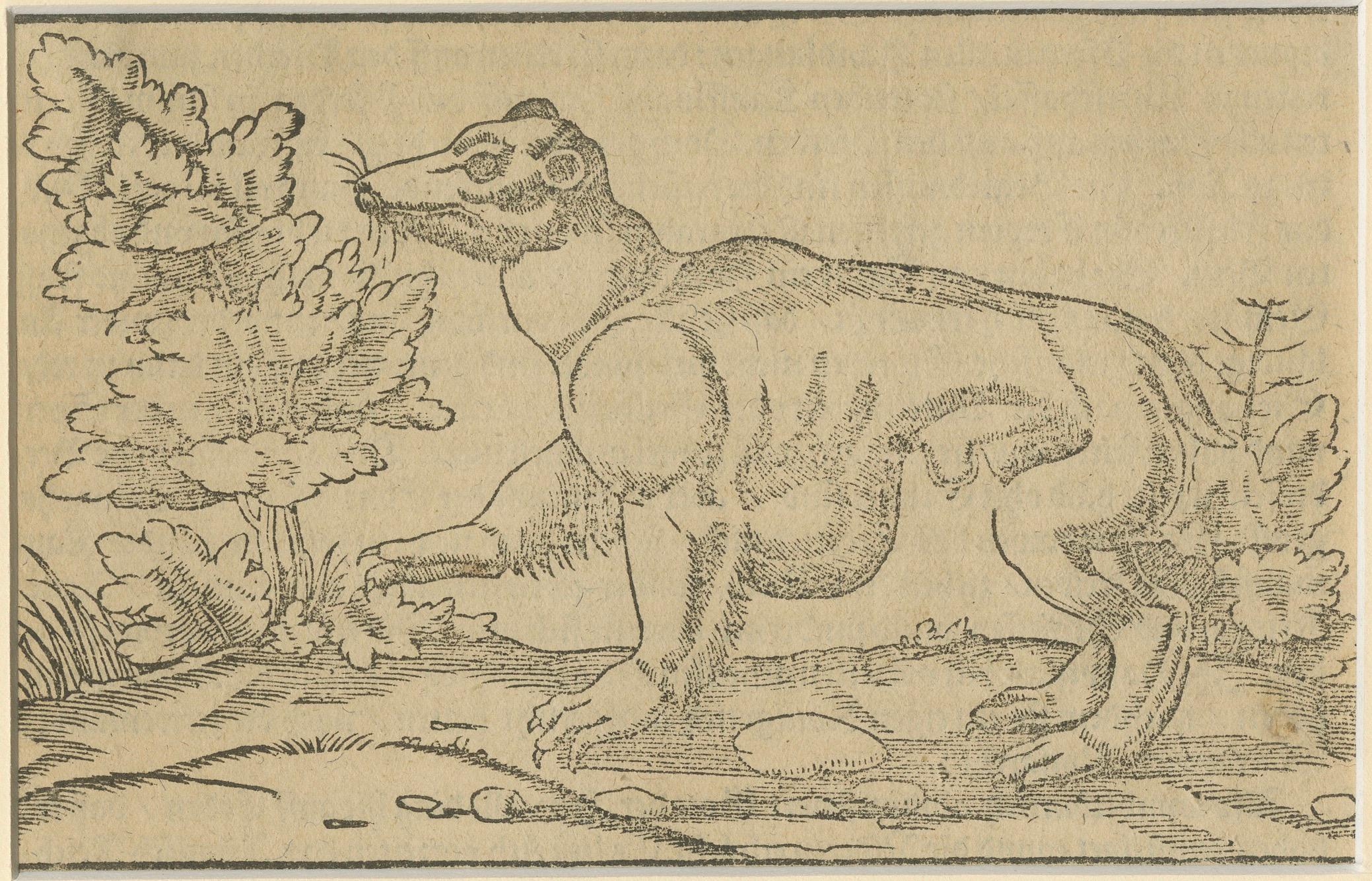 18th Century and Earlier Rare 1592 Woodcut of Exotic Animal from Sebastian Münster's 