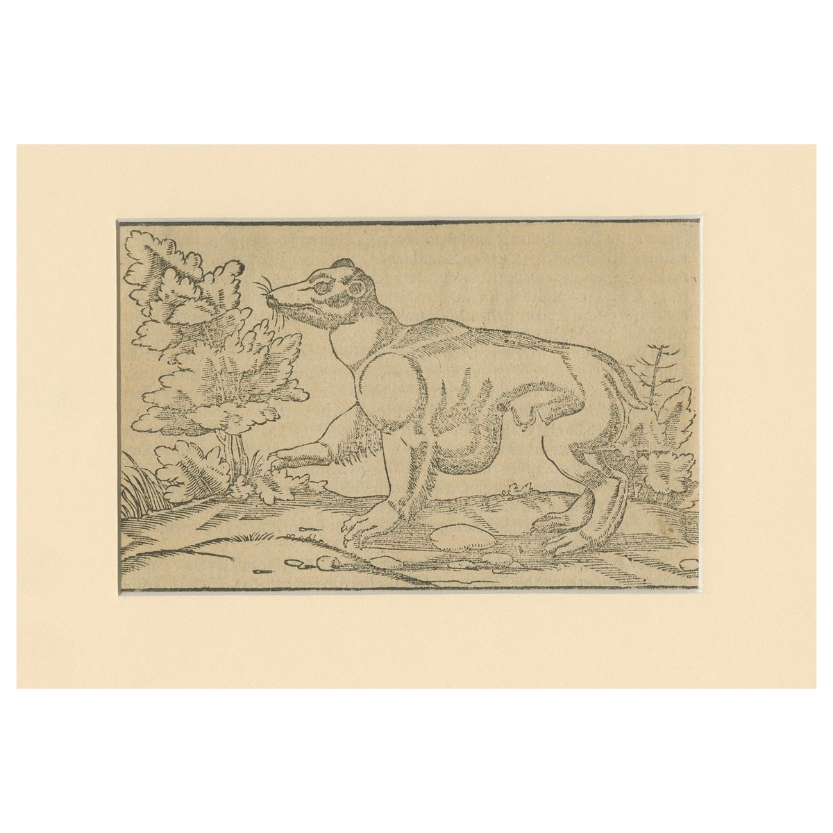 Rare 1592 Woodcut of Exotic Animal from Sebastian Münster's "Cosmographia"