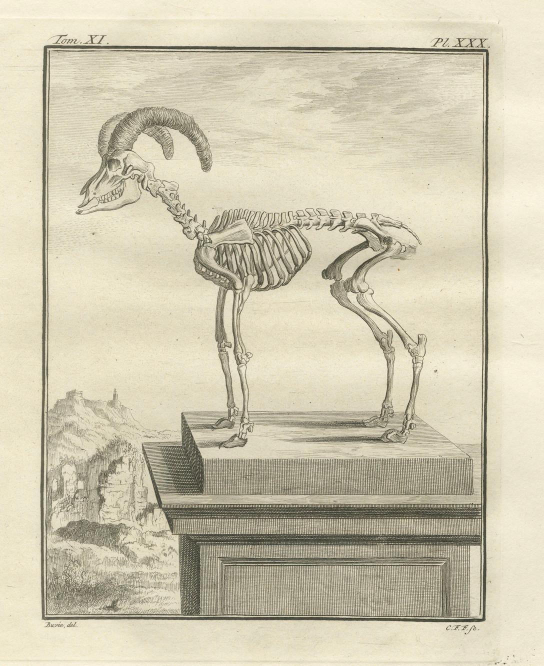 Rare 1769 Hand-Coloured Moufflon Pair with Skeleton Plate from Buffon For Sale 3