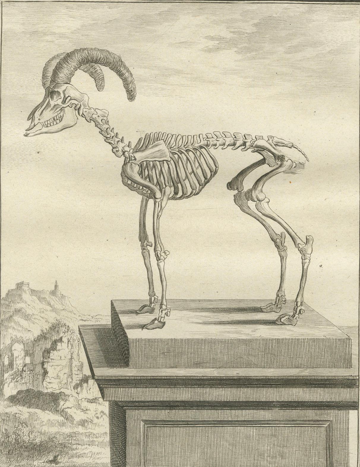 Rare 1769 Hand-Coloured Moufflon Pair with Skeleton Plate from Buffon For Sale 4