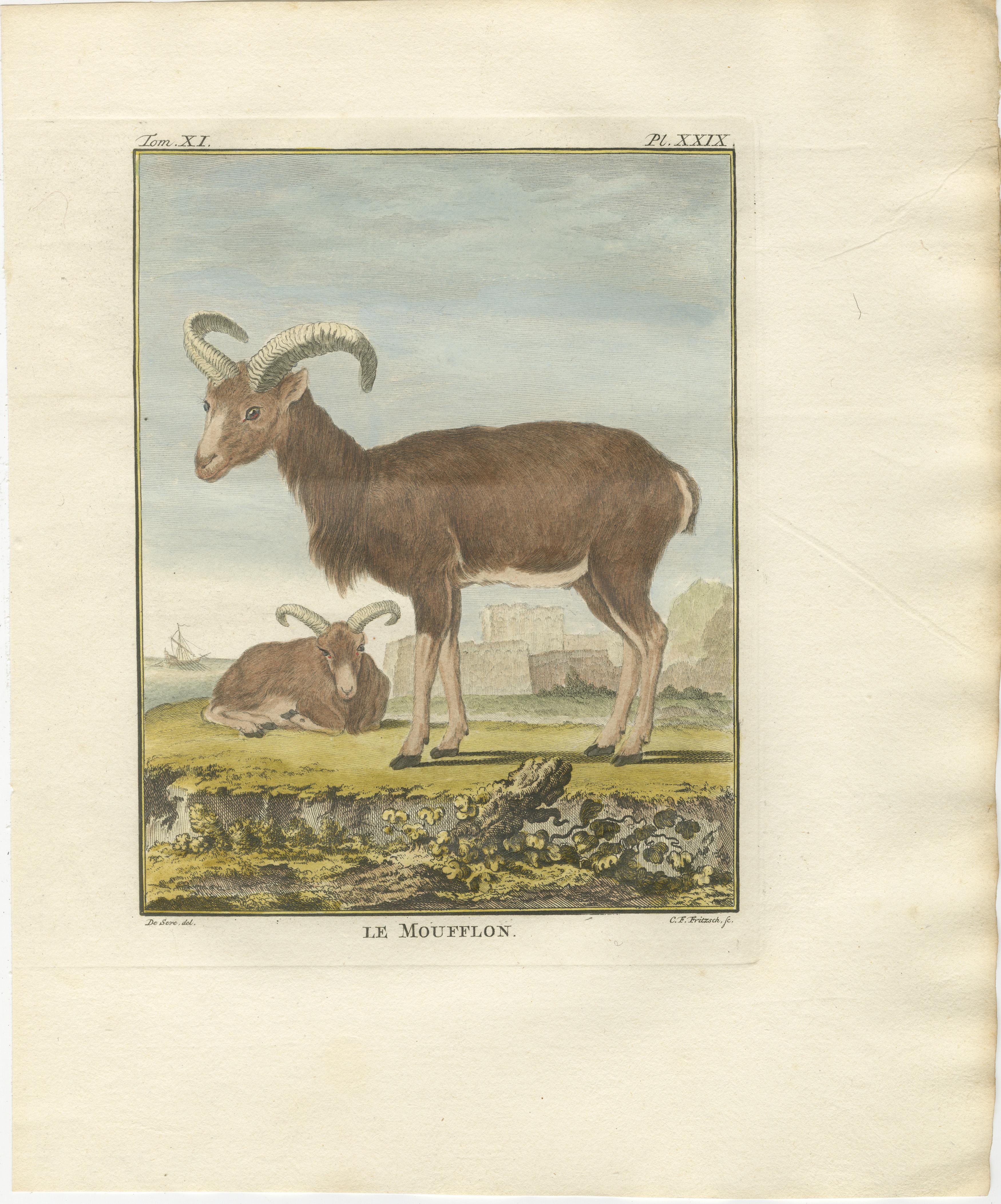 Antique Zebu Engraving, Buffon Hand-Coloured Print Amsterdam 1769

Description:
This charming and beautifully hand-coloured engraving of the zebu, titled Le Zébu, comes from the rare Dutch edition of Buffon’s monumental Histoire Naturelle, published