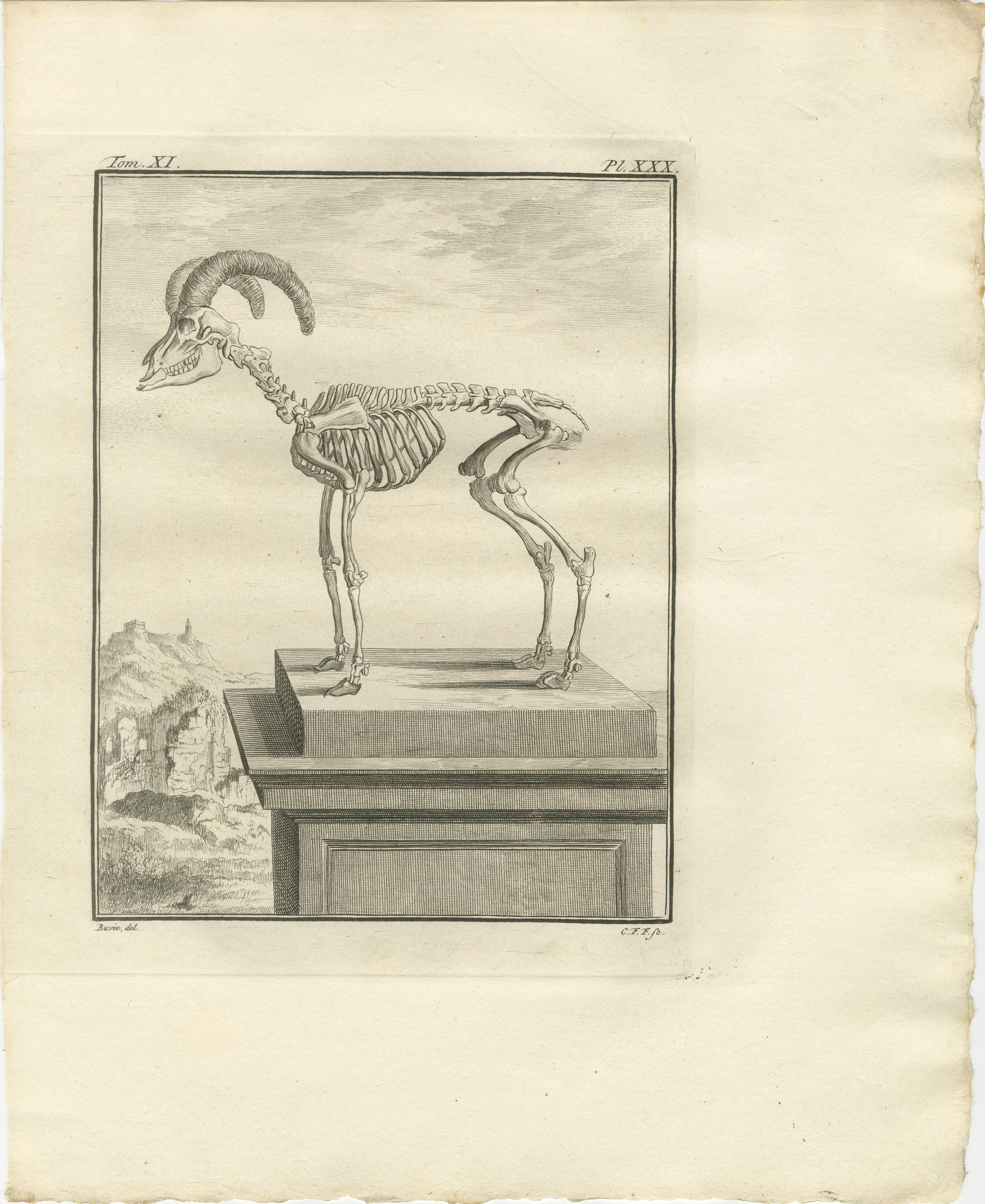 Dutch Rare 1769 Hand-Coloured Moufflon Pair with Skeleton Plate from Buffon For Sale