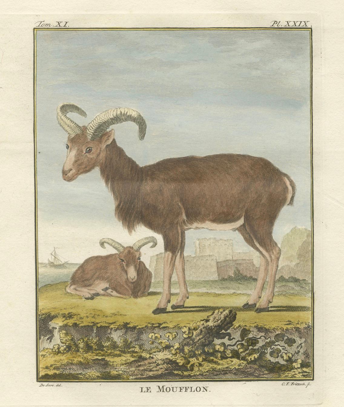 Engraved Rare 1769 Hand-Coloured Moufflon Pair with Skeleton Plate from Buffon For Sale