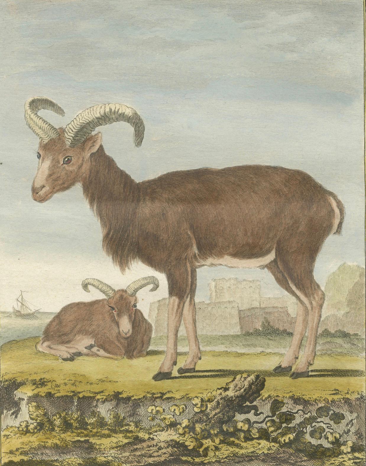 Rare 1769 Hand-Coloured Moufflon Pair with Skeleton Plate from Buffon In Good Condition For Sale In Langweer, NL