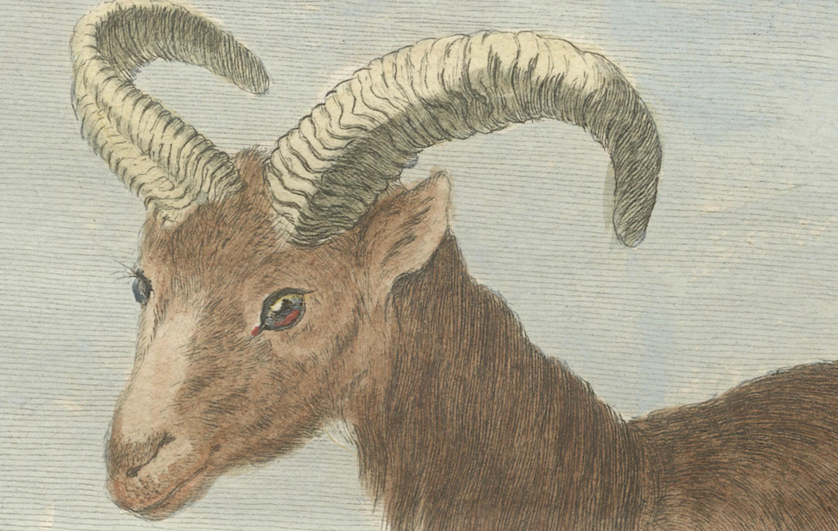 18th Century Rare 1769 Hand-Coloured Moufflon Pair with Skeleton Plate from Buffon For Sale