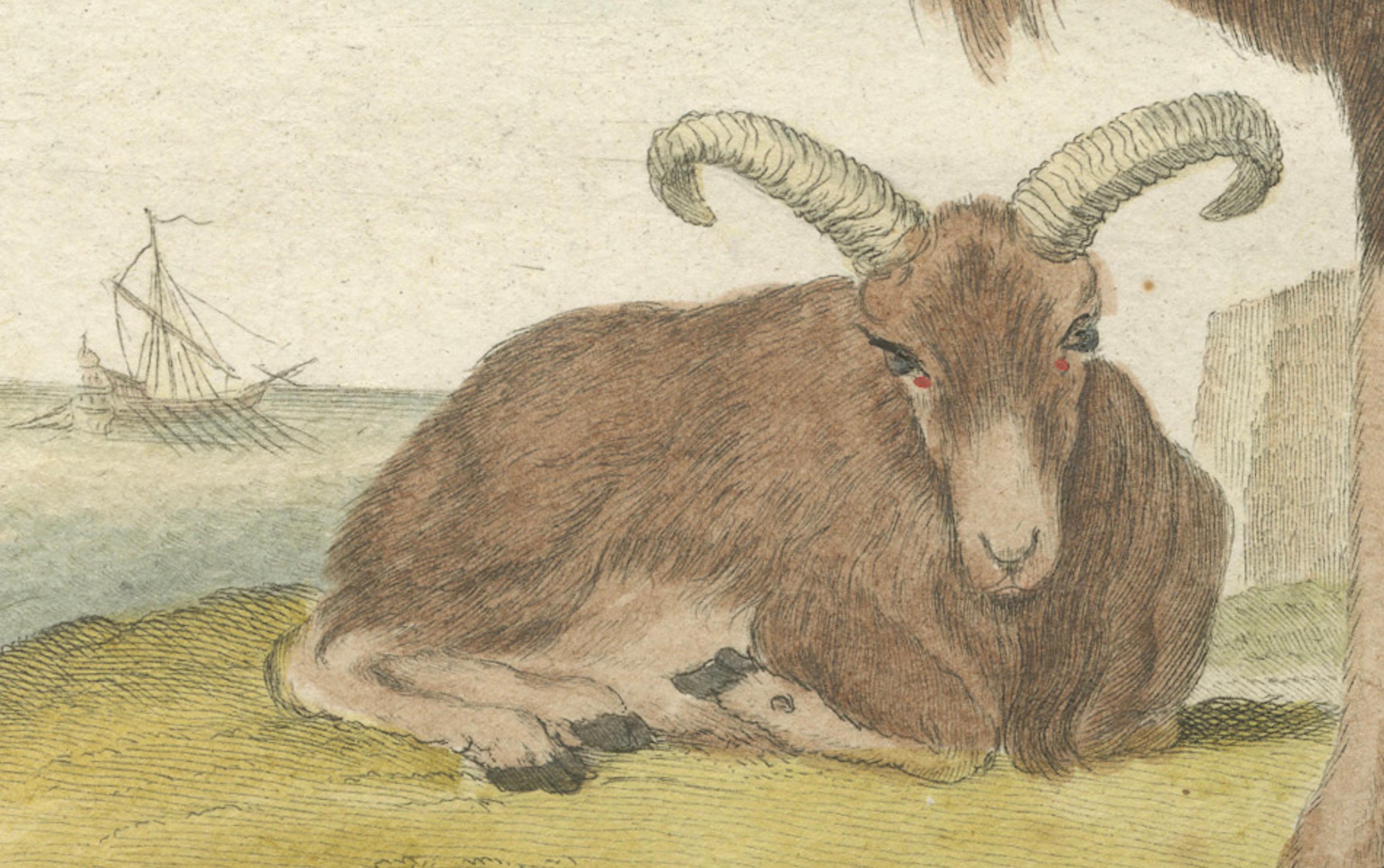 Paper Rare 1769 Hand-Coloured Moufflon Pair with Skeleton Plate from Buffon For Sale