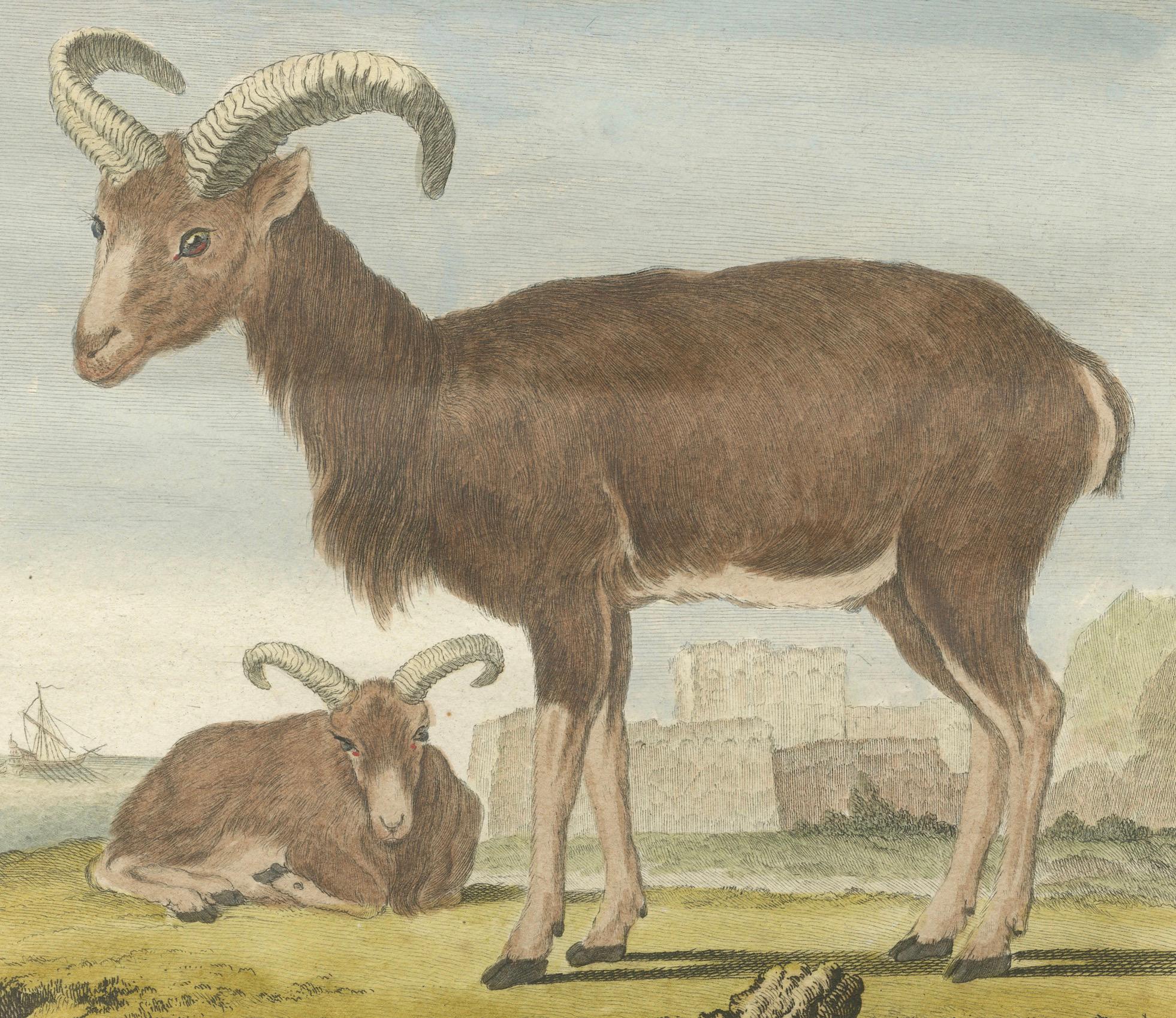 Rare 1769 Hand-Coloured Moufflon Pair with Skeleton Plate from Buffon For Sale 1