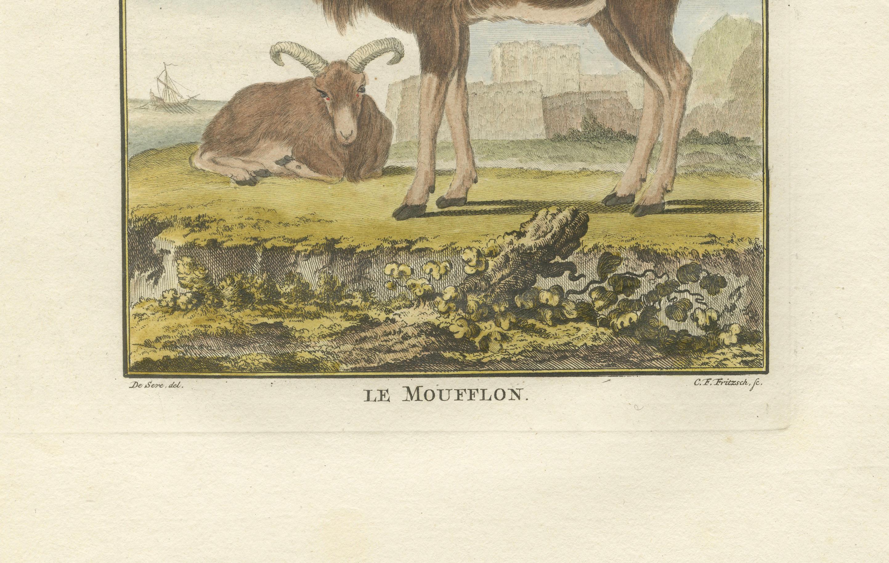 Rare 1769 Hand-Coloured Moufflon Pair with Skeleton Plate from Buffon For Sale 2