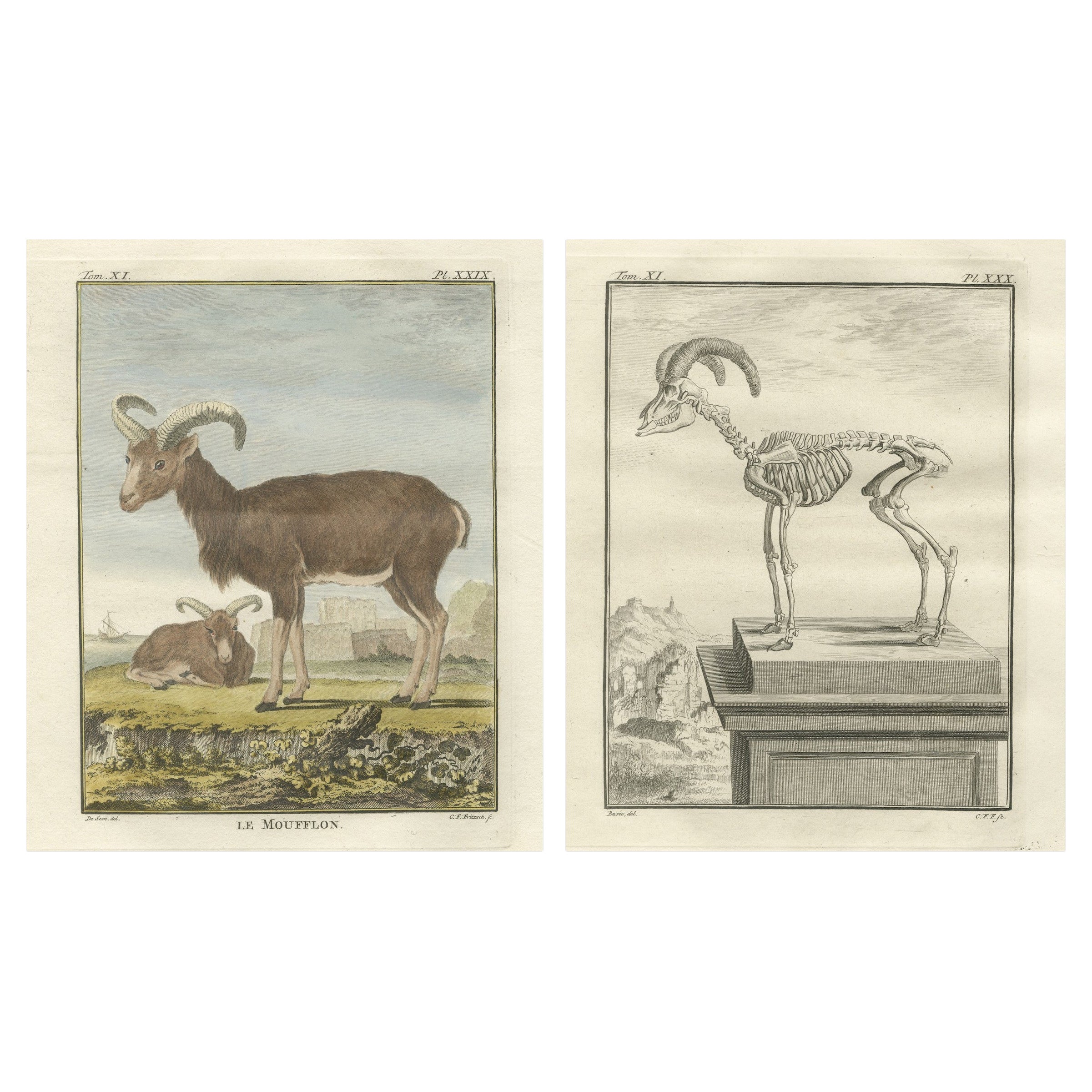 Rare 1769 Hand-Coloured Moufflon Pair with Skeleton Plate from Buffon For Sale