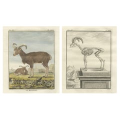Rare 1769 Hand-Coloured Moufflon Pair with Skeleton Plate from Buffon