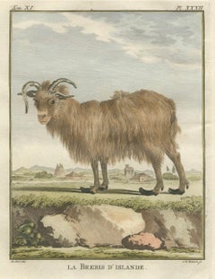 Rare 1769 Iceland Sheep Pair – Hand-Coloured Buffon Engravings Amsterdam