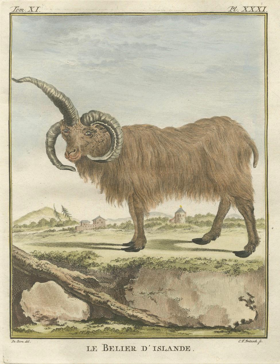 Seltenes Islandschafpaar von 1769 - handkolorierte Buffonstiche Amsterdam (Niederländisch) im Angebot