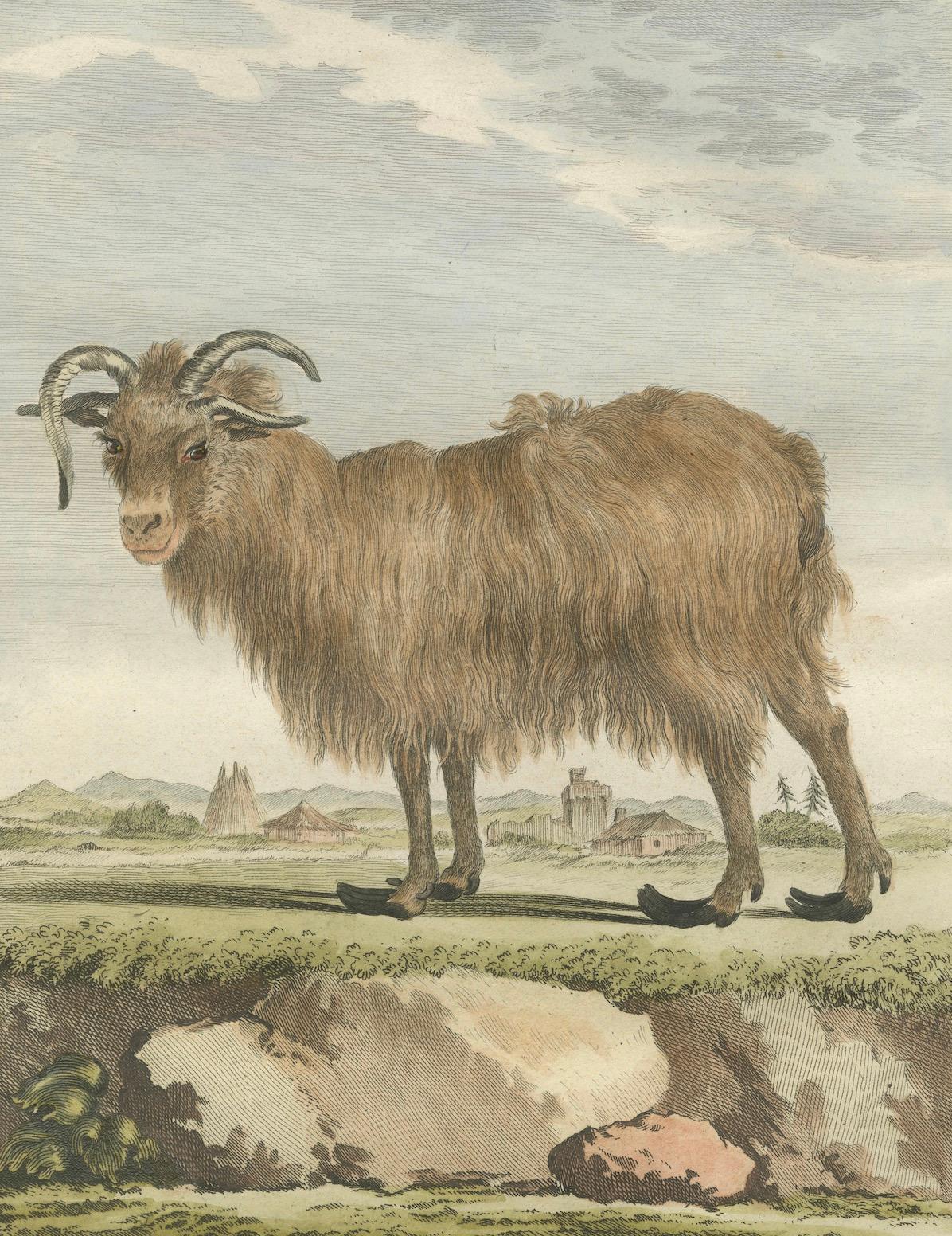 Seltenes Islandschafpaar von 1769 - handkolorierte Buffonstiche Amsterdam (Graviert) im Angebot