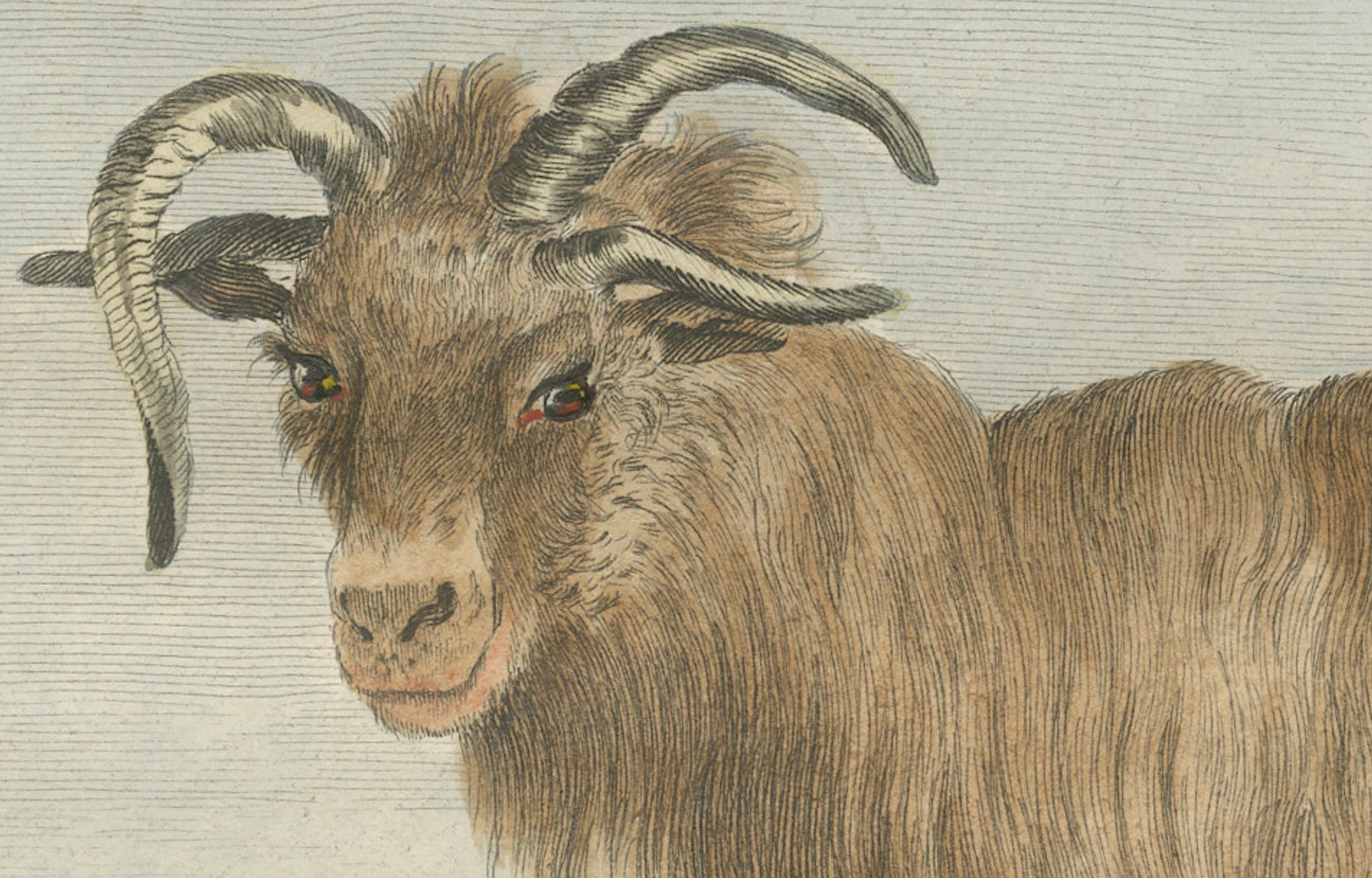 Seltenes Islandschafpaar von 1769 - handkolorierte Buffonstiche Amsterdam im Zustand „Gut“ im Angebot in Langweer, NL