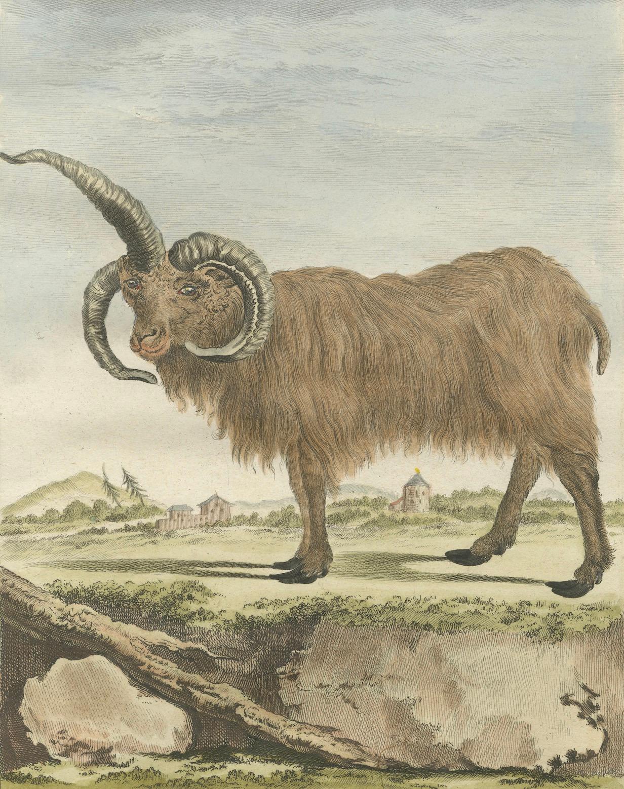 Seltenes Islandschafpaar von 1769 - handkolorierte Buffonstiche Amsterdam (18. Jahrhundert) im Angebot