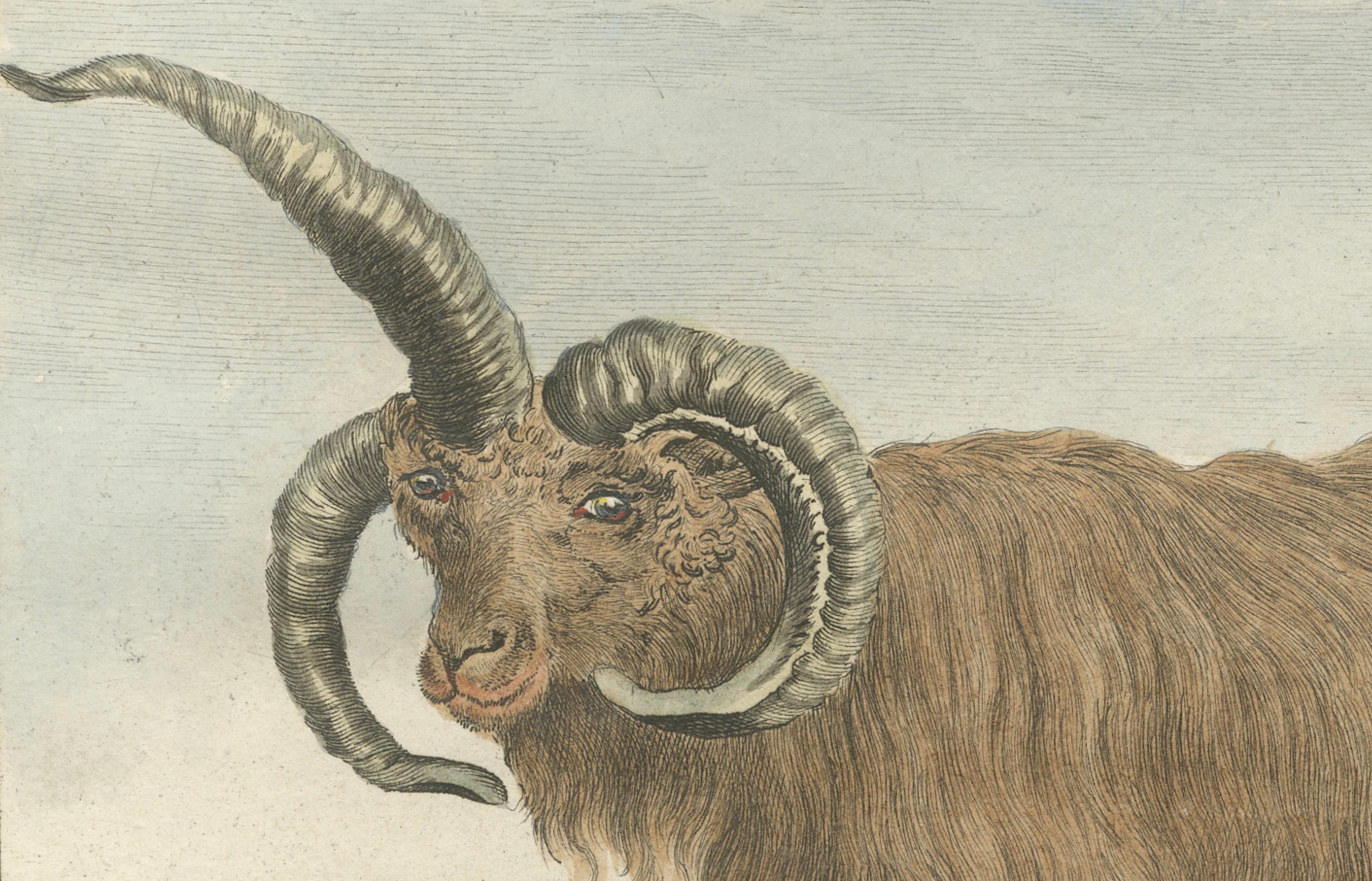 Seltenes Islandschafpaar von 1769 - handkolorierte Buffonstiche Amsterdam (Papier) im Angebot