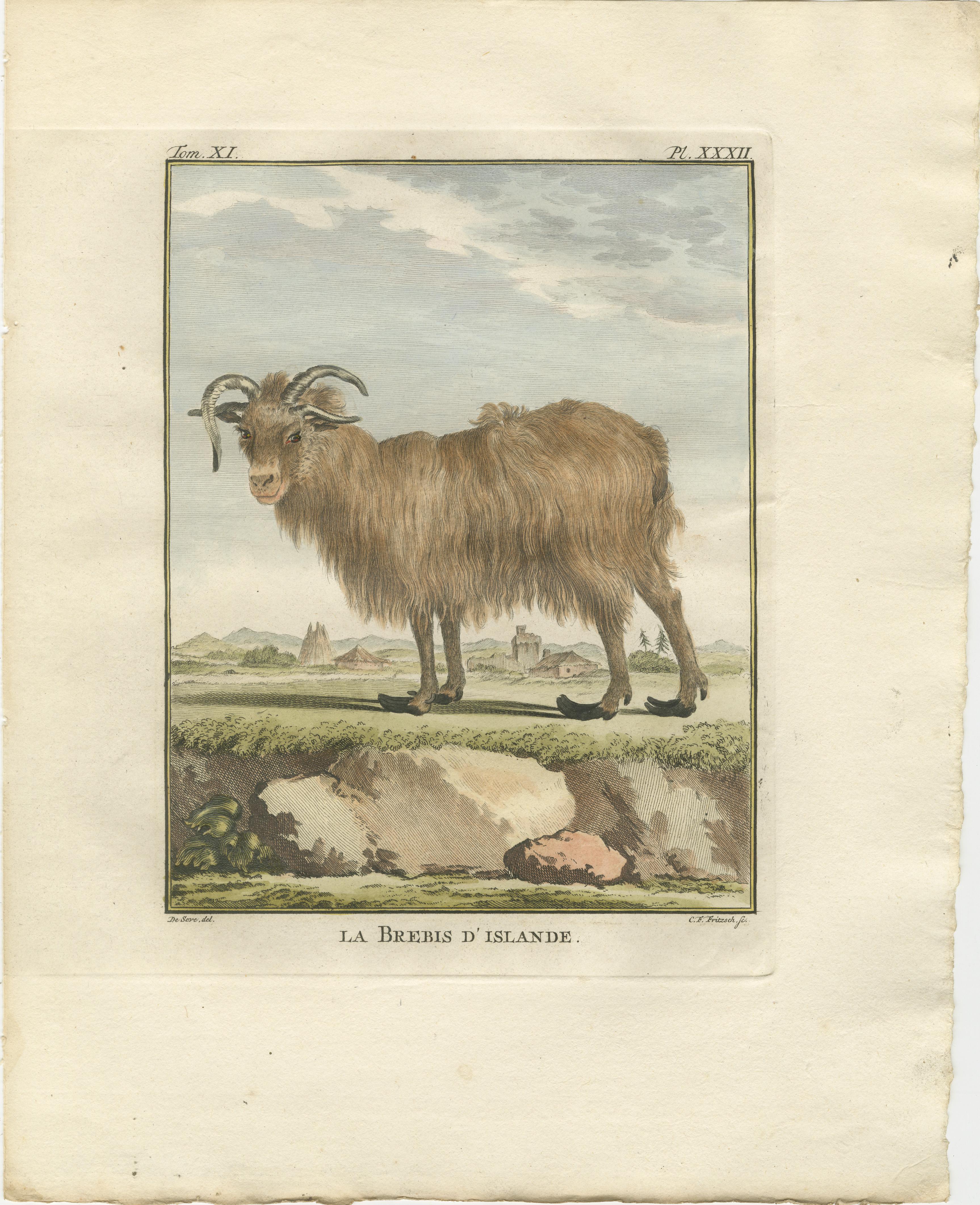 Seltenes Islandschafpaar von 1769 - handkolorierte Buffonstiche Amsterdam im Angebot 1