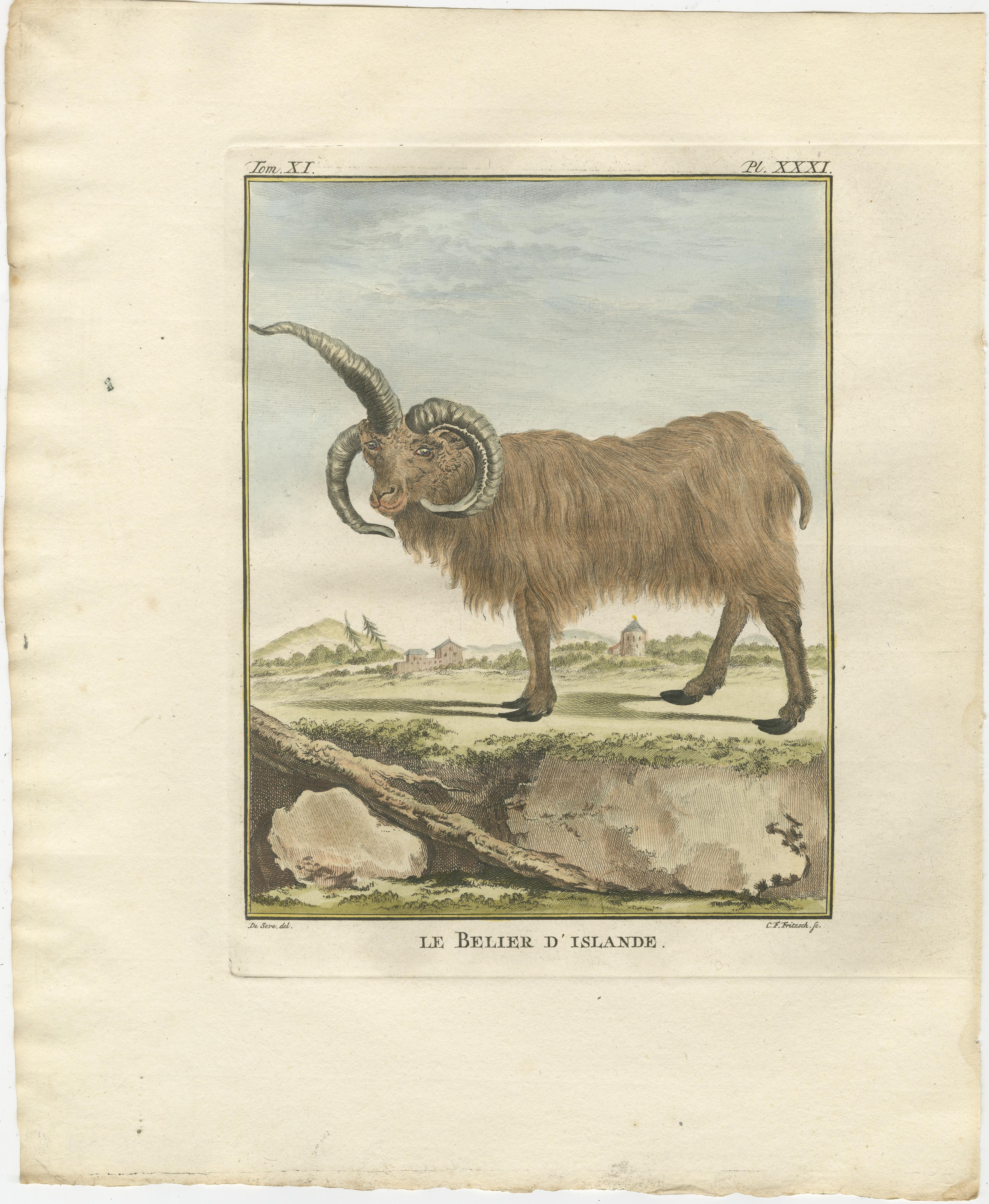 Seltenes Islandschafpaar von 1769 - handkolorierte Buffonstiche Amsterdam im Angebot 2