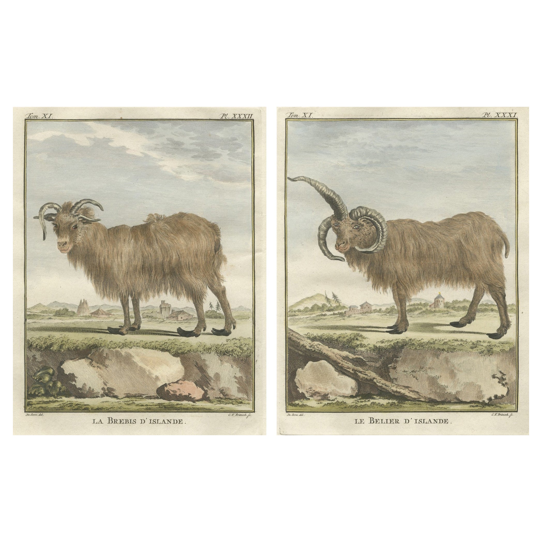 Rare 1769 Iceland Sheep Pair – Hand-Coloured Buffon Engravings Amsterdam