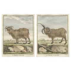 Antique Rare 1769 Iceland Sheep Pair – Hand-Coloured Buffon Engravings Amsterdam