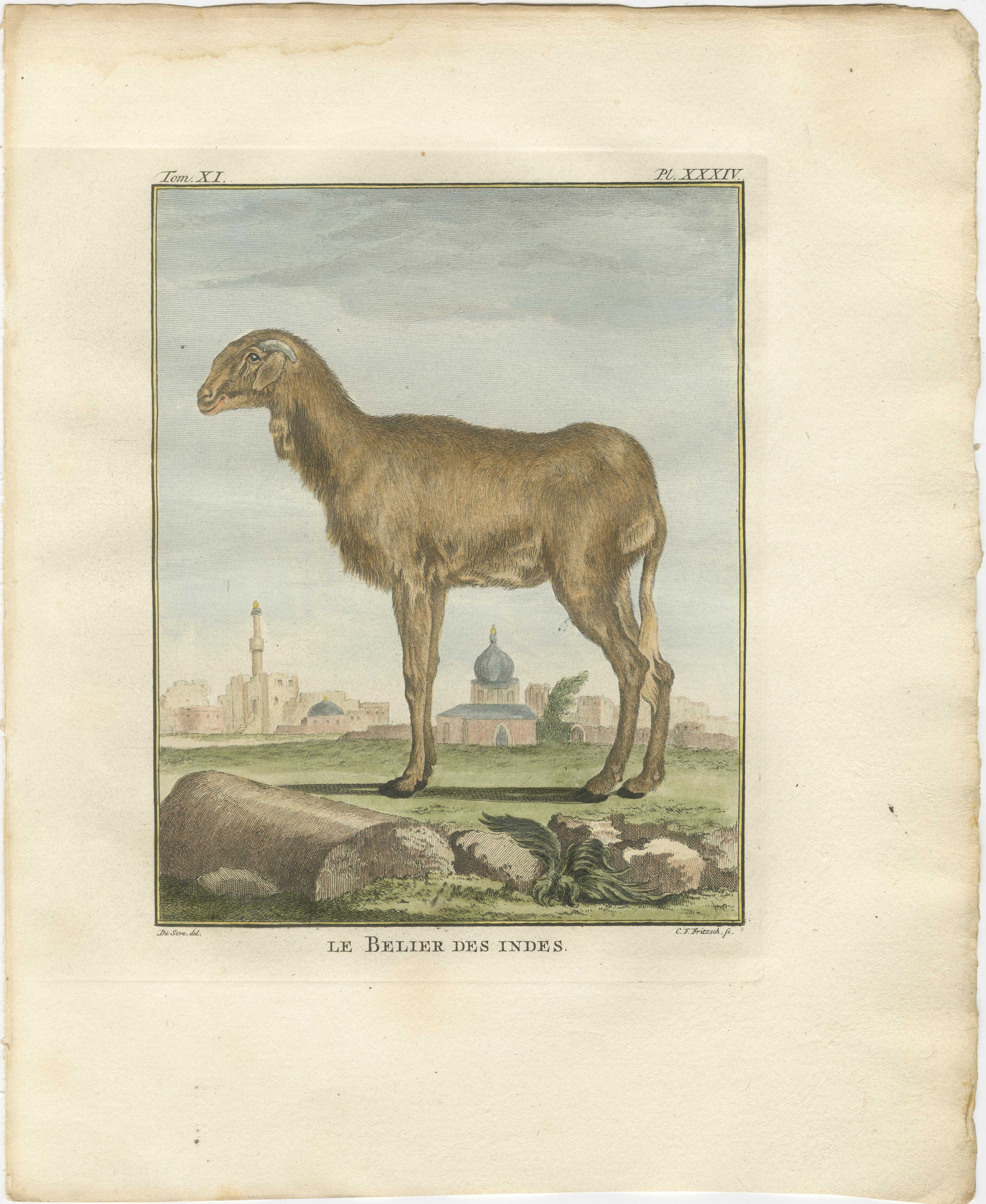 Seltene 1769 Indien Schaf & Widder Trio - Hand-Coloured Buffon Stiche Set

Beschreibung:
Dieses außergewöhnliche Trio von handkolorierten Stichen indischer Schafe und Widder stammt aus der seltenen niederländischen Ausgabe von Buffons Histoire