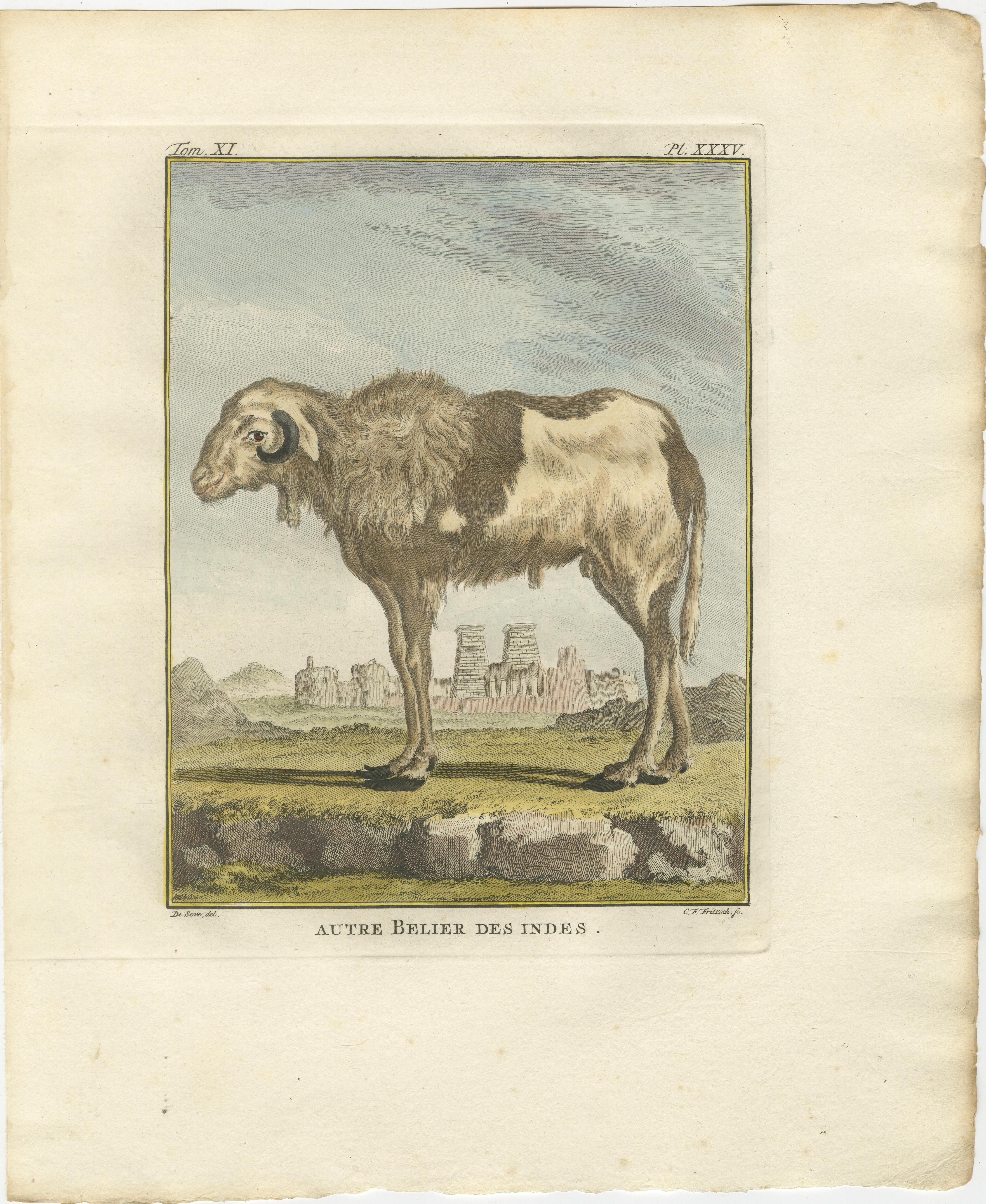 Seltene 1769 Indien Schaf & Widder Trio - Hand-Coloured Buffon Stiche Set (Niederländisch) im Angebot