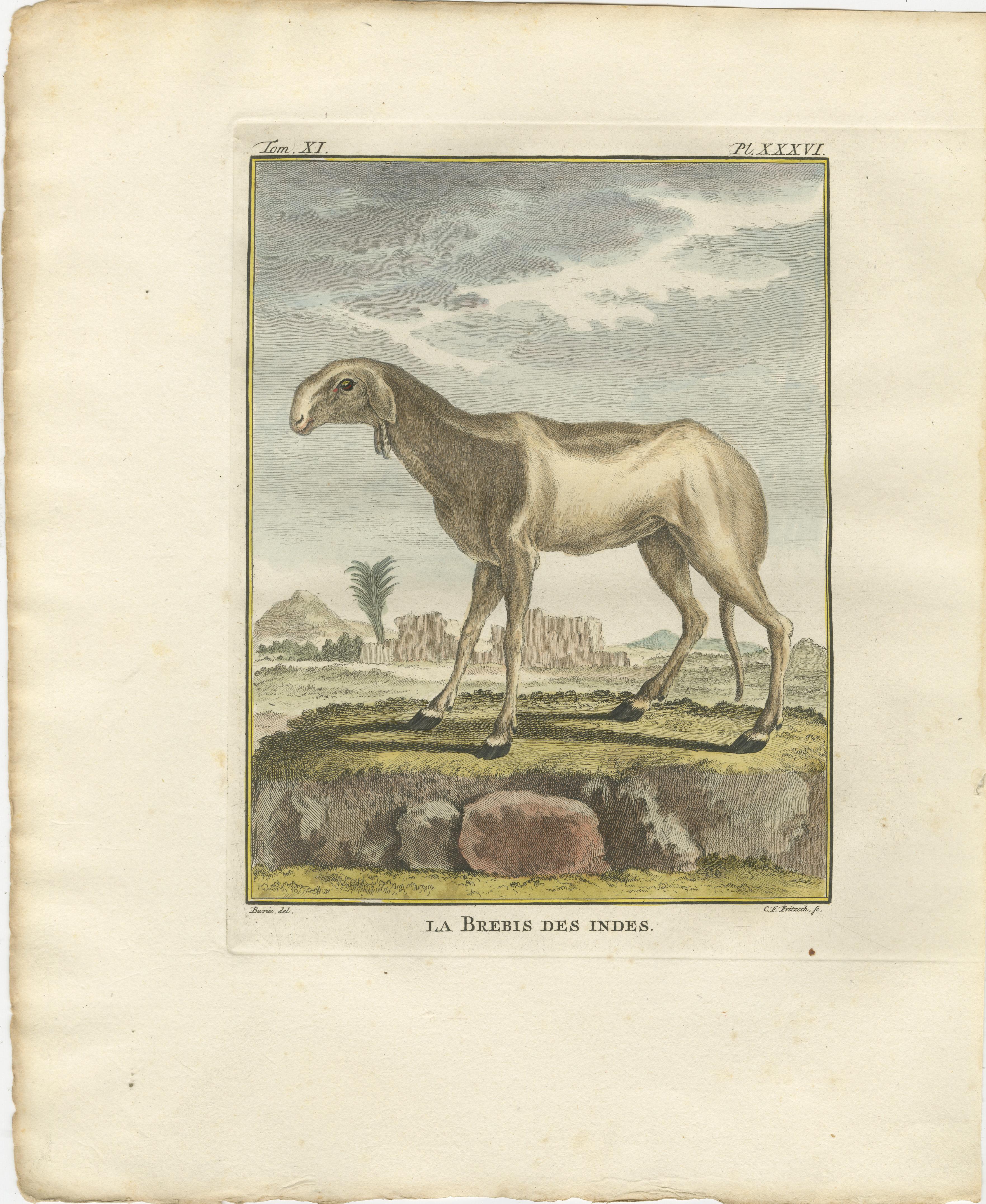 Seltene 1769 Indien Schaf & Widder Trio - Hand-Coloured Buffon Stiche Set (Graviert) im Angebot