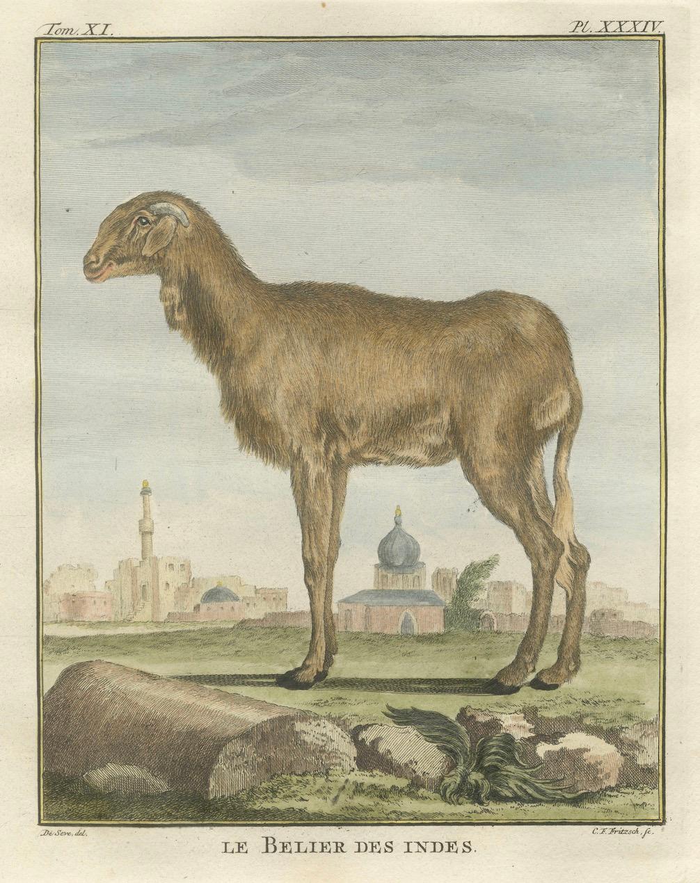 Seltene 1769 Indien Schaf & Widder Trio - Hand-Coloured Buffon Stiche Set im Zustand „Gut“ im Angebot in Langweer, NL