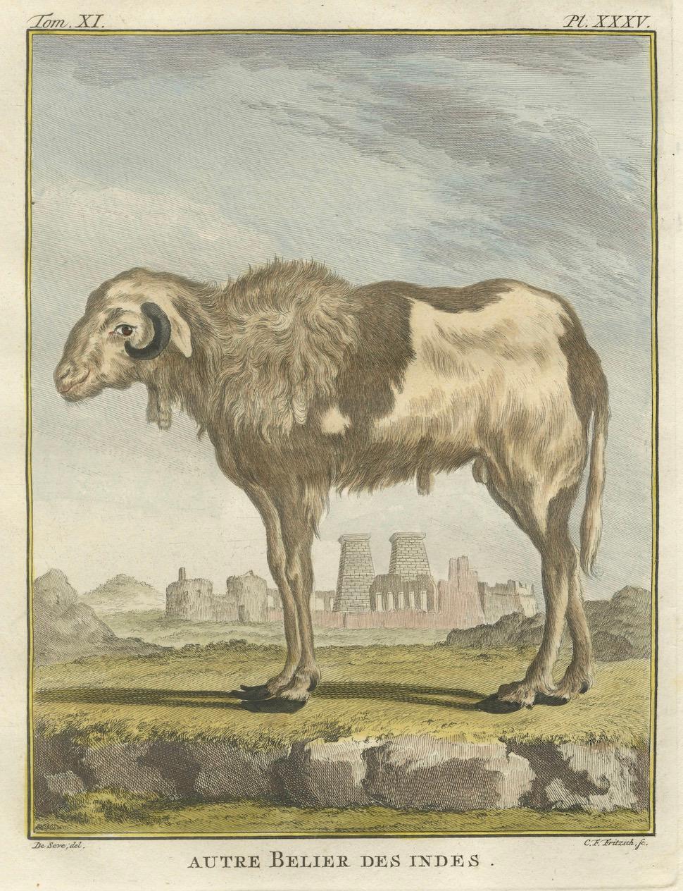 Seltene 1769 Indien Schaf & Widder Trio - Hand-Coloured Buffon Stiche Set (18. Jahrhundert) im Angebot