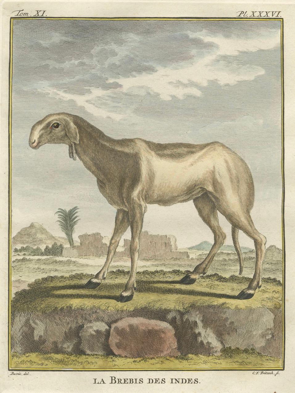 Seltene 1769 Indien Schaf & Widder Trio - Hand-Coloured Buffon Stiche Set (Papier) im Angebot