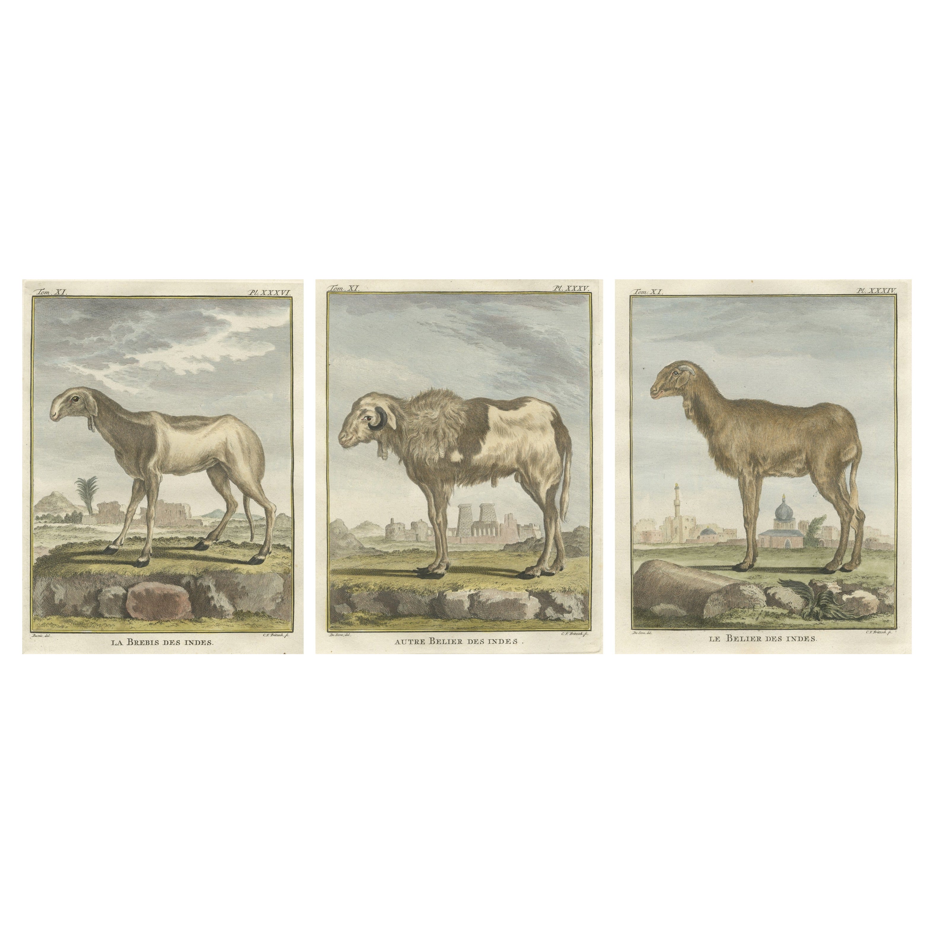 Rare 1769 India Sheep 
Ram Trio – Hand-Coloured Buffon Engravings Set