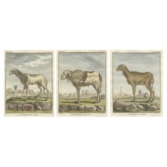Rare 1769 India Sheep & Ram Trio – Hand-Coloured Buffon Engravings Set