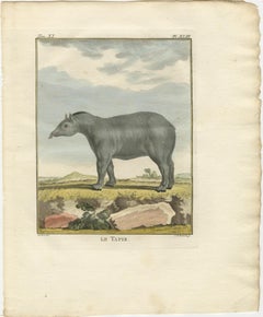 Rare 1769 Tapir Trio – Original Hand-Coloured Buffon Engravings