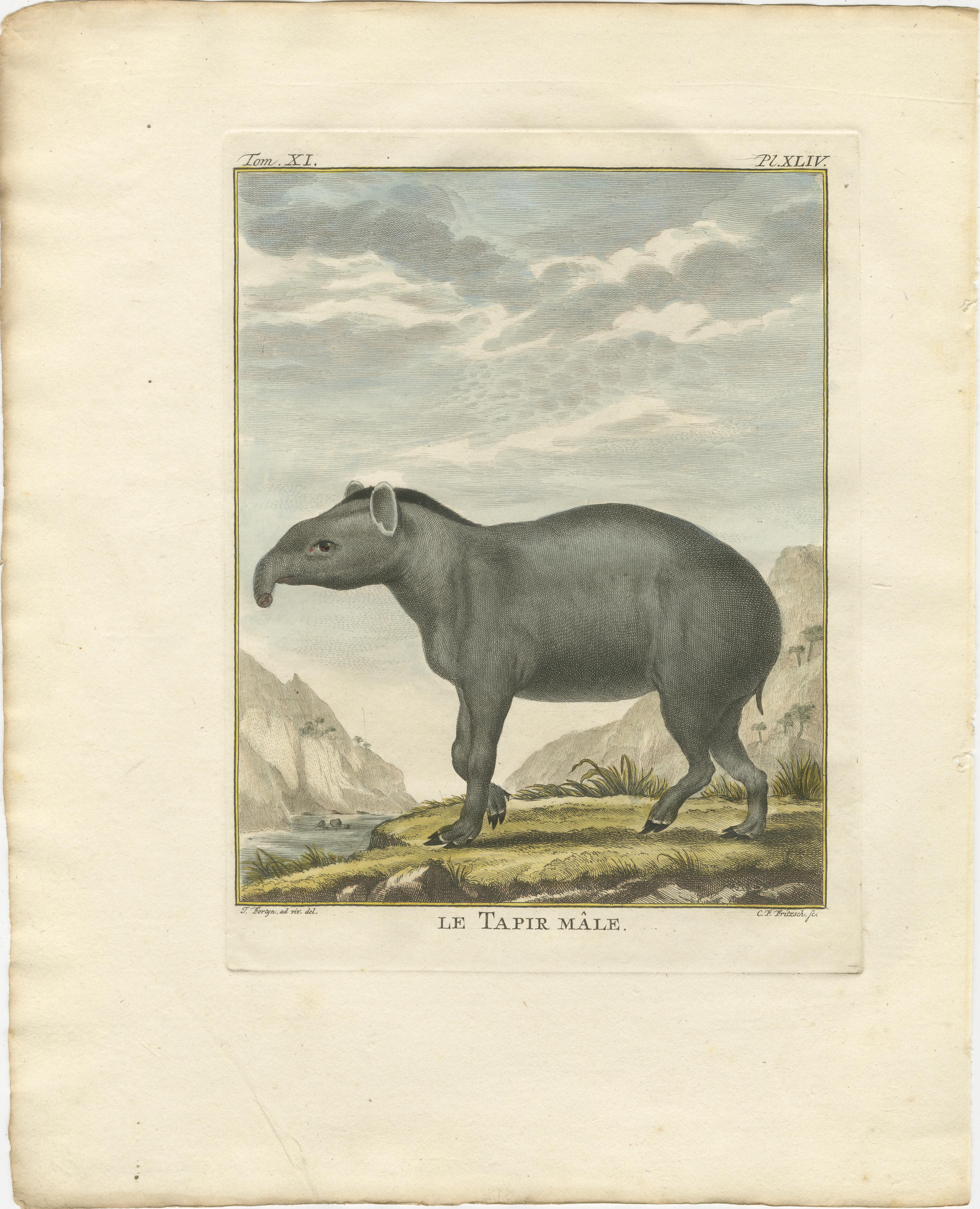 Seltenes Tapir Trio von 1769 - Original handkolorierte Buffon Stiche (Niederländisch) im Angebot
