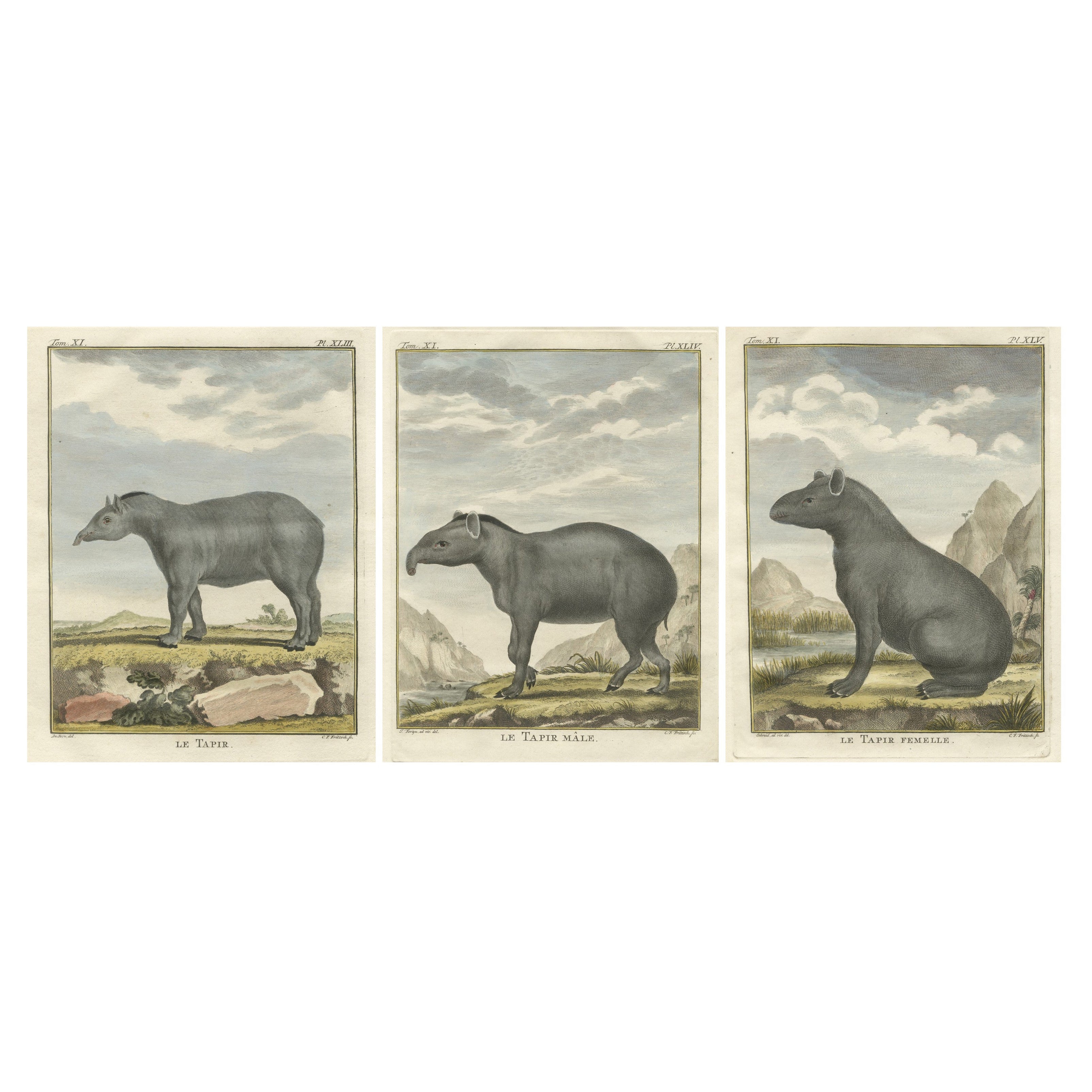 Rare 1769 Tapir Trio - Gravures originales de Buffon colorées à la main