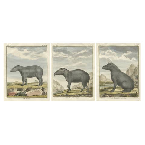 Rare 1769 Tapir Trio – Original Hand-Coloured Buffon Engravings
