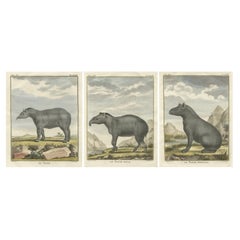 Rare 1769 Tapir Trio – Original Hand-Coloured Buffon Engravings